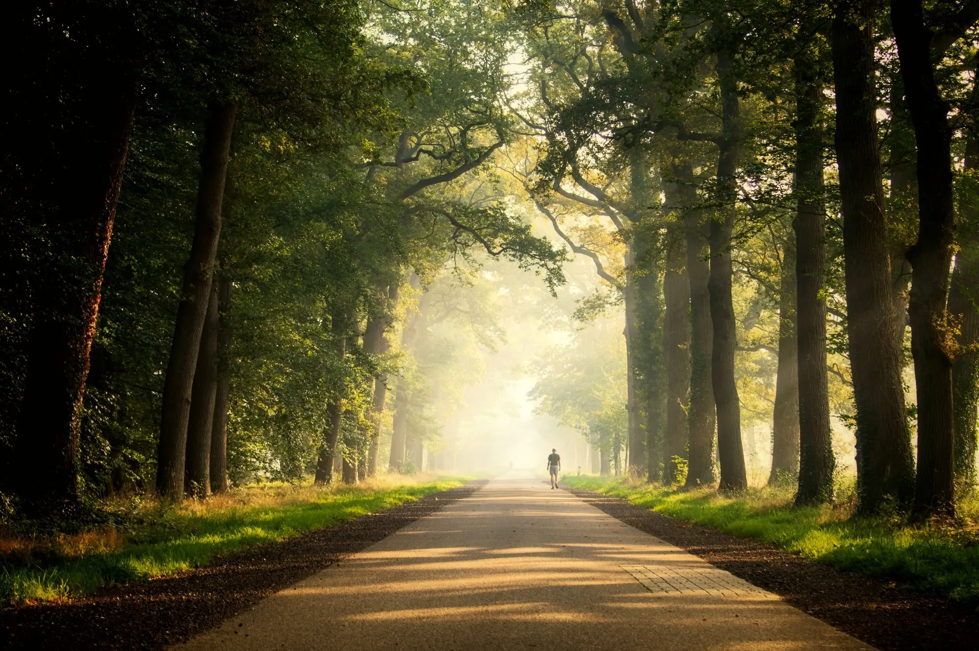 A lone walker follows a road through an avenue of tall trees in morning mist.